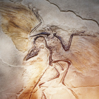 Urvogel Archaeopteryx - Beweisstück der Evolution?