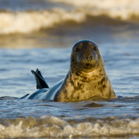 Die Kegelrobbe - Deutschlands größtes Raubtier