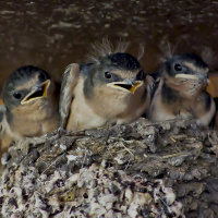 Schwalben - Flugakrobaten und Baumeister