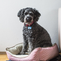 Als das Tier zum Freund wurde - Geschichte des Haustieres