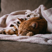 Wie Tiere schlafen - Kopfüber, im Stehen, im Flug