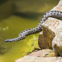 Die Kreuzotter - Gut getarnt und giftig