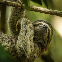 Das Faultier - Langsamkeit als Überlebenstrick