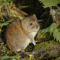 Die Maus - Anpassungskünstler und gefürchteter Schädling