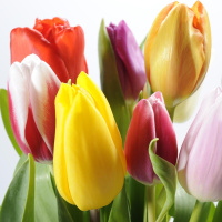 Die Tulpe - Zwiebelgewächs mit Geschichte