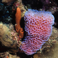 Der Schwamm - Ohne Hirn und doch voller Raffinesse