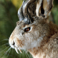 Der Wolpertinger - Dichtung und Wahrheit