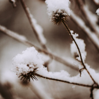 Schnee - Faszinierende Flocken und ihre Geheimnisse