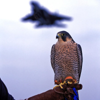 Tiere im Einsatz - Supernasen und Adleraugen