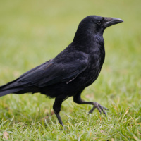 Intelligente Krähen - Tierische Werkzeugbauer