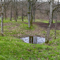 Die Pfütze - Ein Versteck zum Überleben