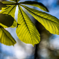 Photosynthese - Das wundersame Pflanzenkraftwerk