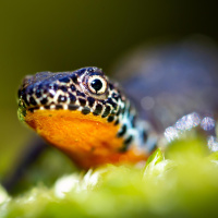 Stille im Froschteich - Warum unsere Lurche verschwinden