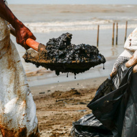 Ölpest und die Folgen - Wie steht es um das Ökosystem?