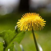 Was heißt hier Unkraut? - Alles Natur