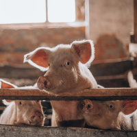 Das Schwein - Verkanntes Borstentier