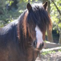 Com és una sessió de coaching amb cavalls?