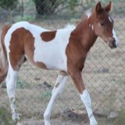 Podcast De Becoming-psicocoaching