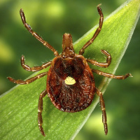 The “bullies of the tick world” are on the hunt