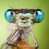 What we — and AI — can learn from natures intelligence