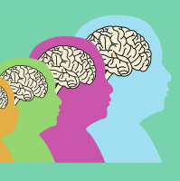 Life Stages Of The Brain