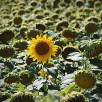 How to find joy and success as a late bloomer