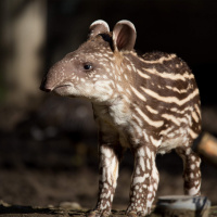 Uncovering the mysteries of the animal kingdom