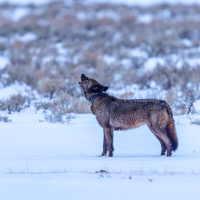 Decoding nature’s hidden patterns