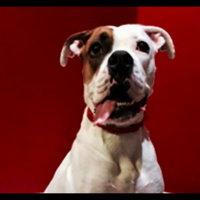 #177 - Reforço Positivo