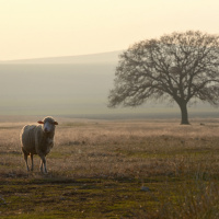 Você se sente como uma ovelha perdida? – Palavra Amiga 30/12/22