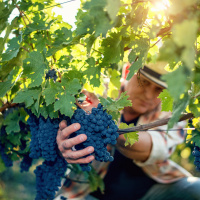 A Videira verdadeira - Palavra Amiga 18/11/21