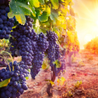 Jesus é a Videira Verdadeira - Palavra Amiga 07/03/22