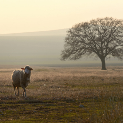 Palavra Amiga Do Bispo Macedo