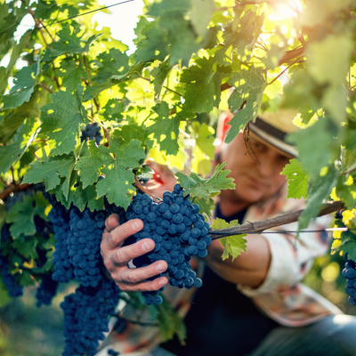 Palavra Amiga Do Bispo Macedo