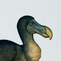 Not as dead as a dodo ?