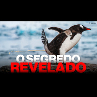 O PAPEL OCULTO DOS PINGUINS NO CLIMA