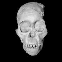 The Skull