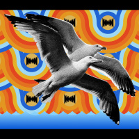 The Seagulls