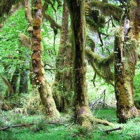 Forests on Forests