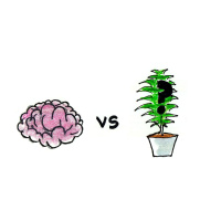 Smarty Plants