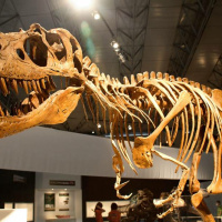 #327 - Dinosaur Fossils