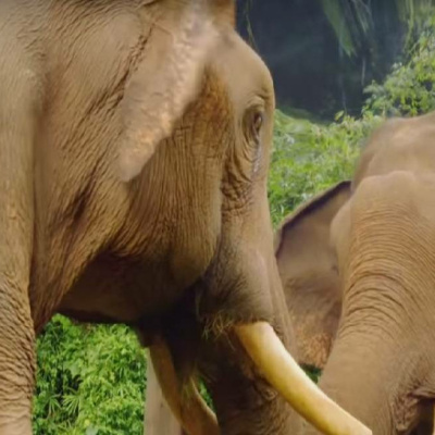 Natural Habitat Podcast