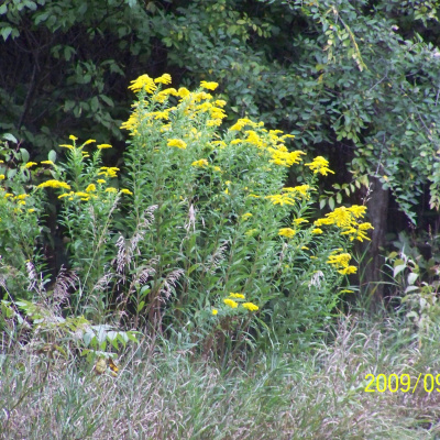 Matthew Hoffmans Podcast