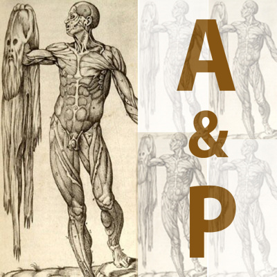 General A  P - Dr. Bonner