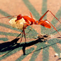 							 Interview with Andy Phillipides 							