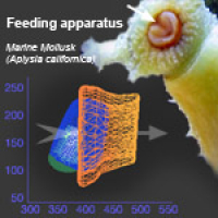 							 Interview with Hillel Chiel 							