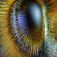 							 Interview with Mandyam Srinivasan 							