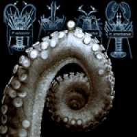 							 Interview with Frank Grasso 							