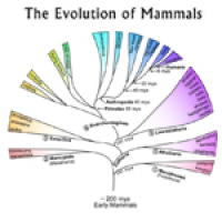 Interview Jon Kaas (2012)