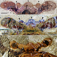 							 Interview with Nick Strausfeld 							